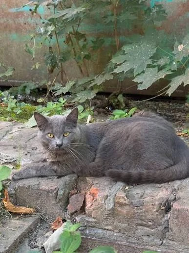 Чей потеряшка возле бани бегает