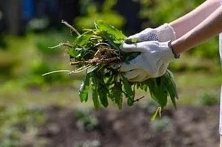 Важные изменения в обращении с растительными отходами 🌳📦