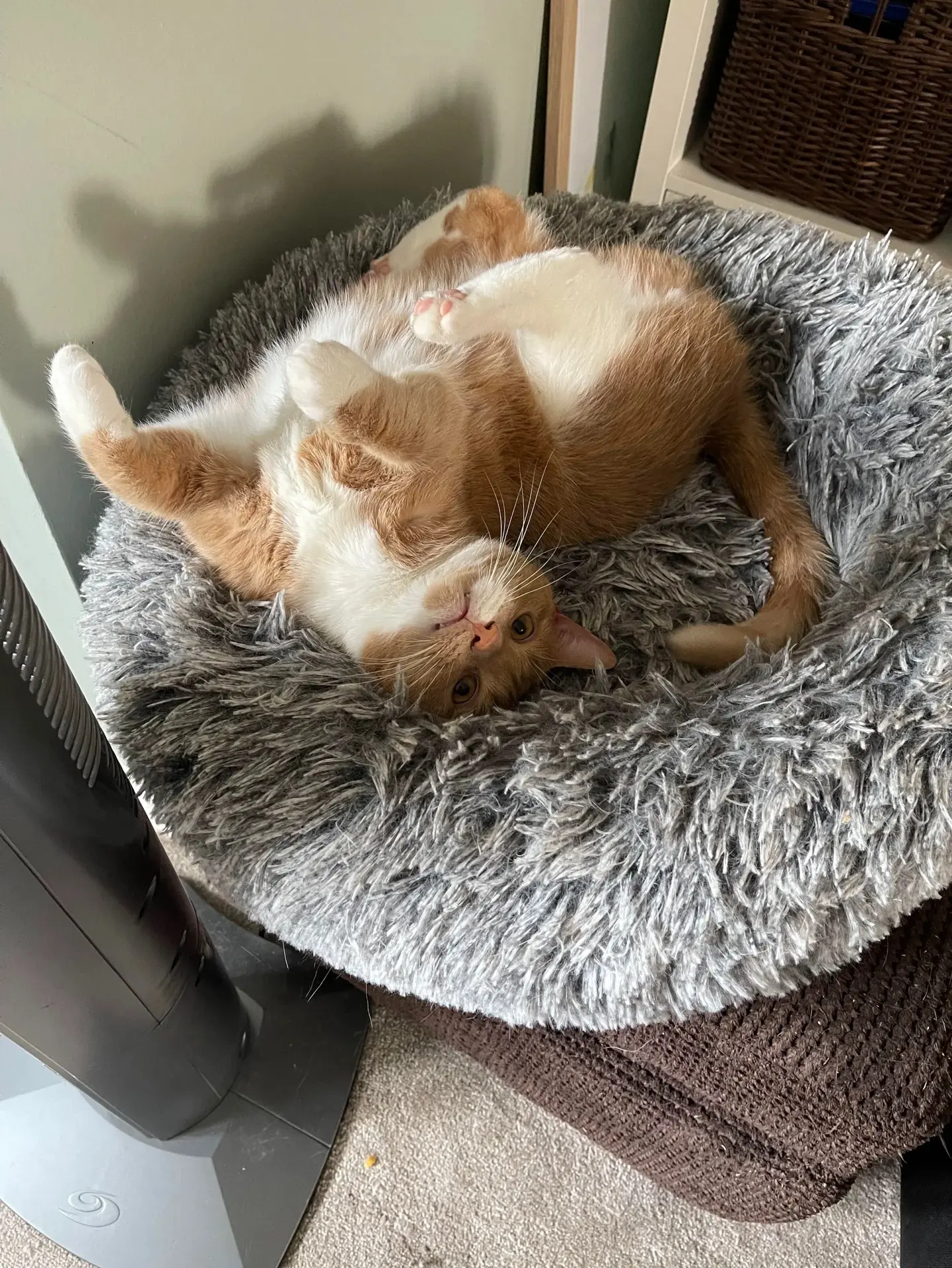 О как могу! 😸