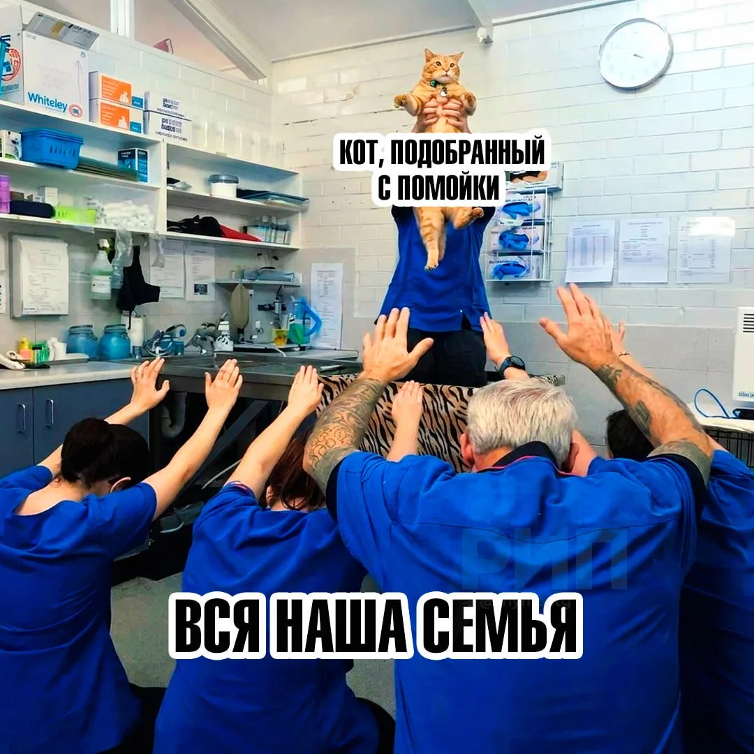 😺 Россияне тратят на лечение питомцев в ТРИ РАЗА БОЛЬШЕ, чем на себя — выяснили с помо...