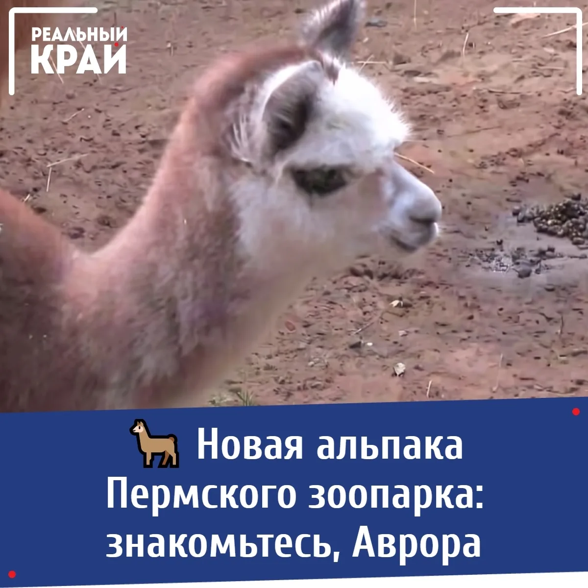 🦙 Новая альпака Пермского зоопарка: знакомьтесь, Аврора
