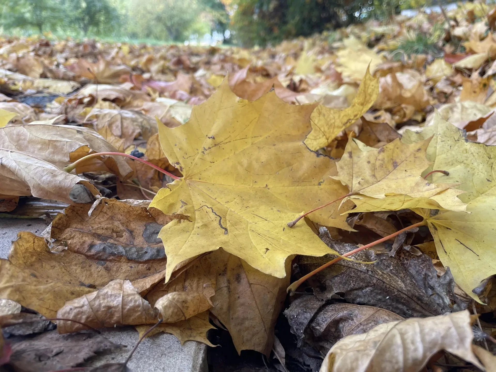 Доброе утро! 🍁