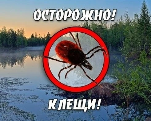⚡ Клещи активизировались: шесть случаев клещевого энцефалита в Архангельской области