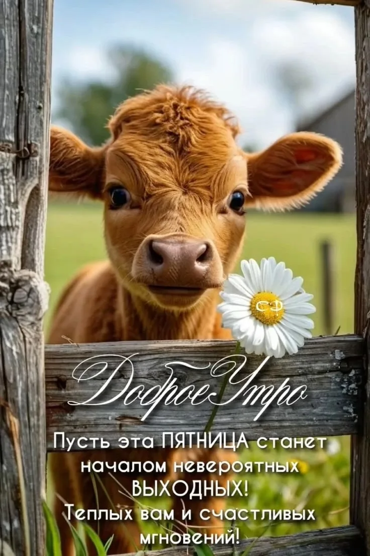 Открытки на каждый день 🎀