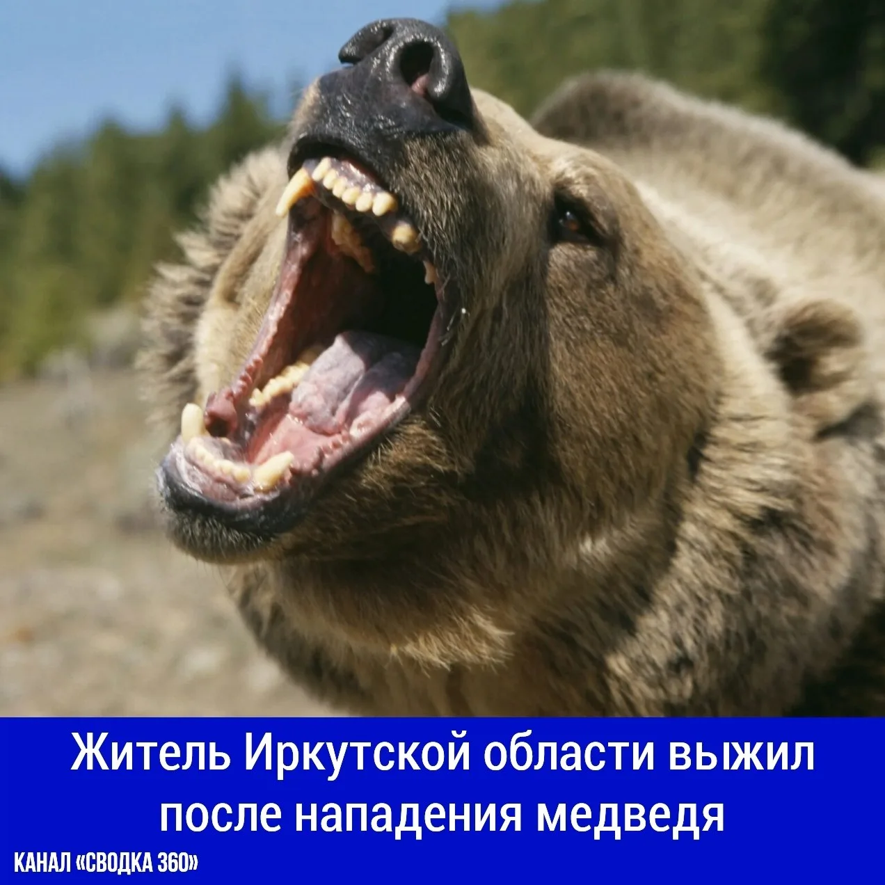 Житель Иркутской области выжил после нападения медведя. В деревне Большая Тарель Качугс...