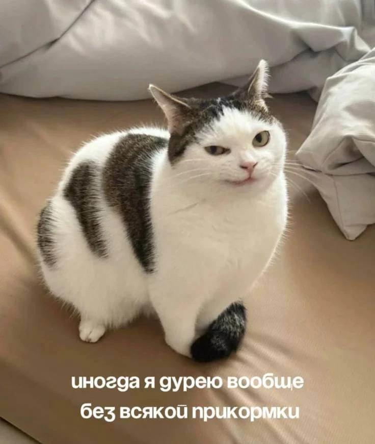 На жителей Орска теперь нападают не только бродячие собаки, но и… кошки.

За сутки в городскую больн