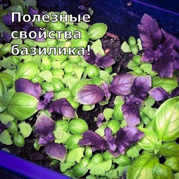 Полезные свойства базилика 🌿