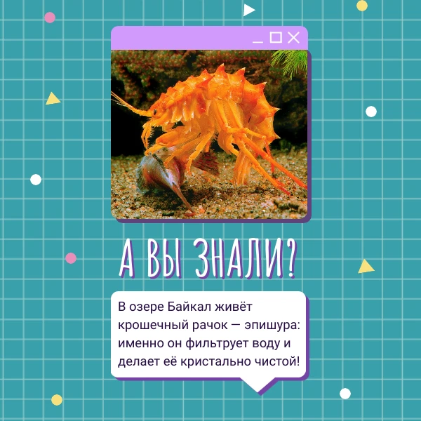 А вы знали? 🌊 В озере Байкал живёт крошечный рачок — эпишура: именно он фильтрует воду...