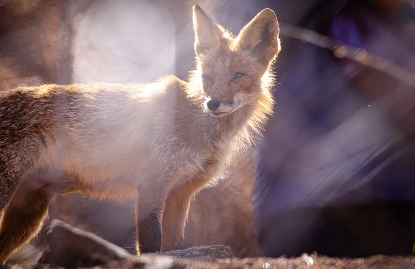 🦊Во Владивостоке на Русском острове удалось запечатлеть лисье семейство  На острове Русский начала в