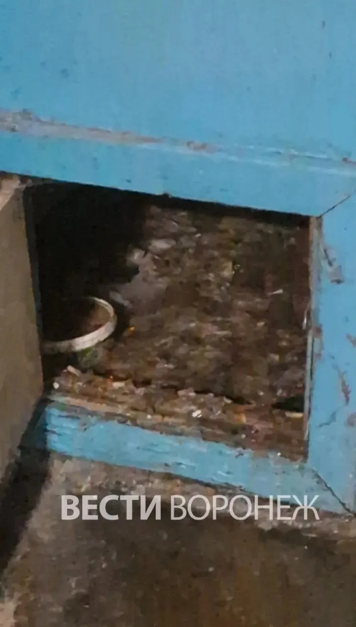 В Воронеже жильцы пятиэтажки страдают из‑за зловонного запаха — в подвале случился серь...