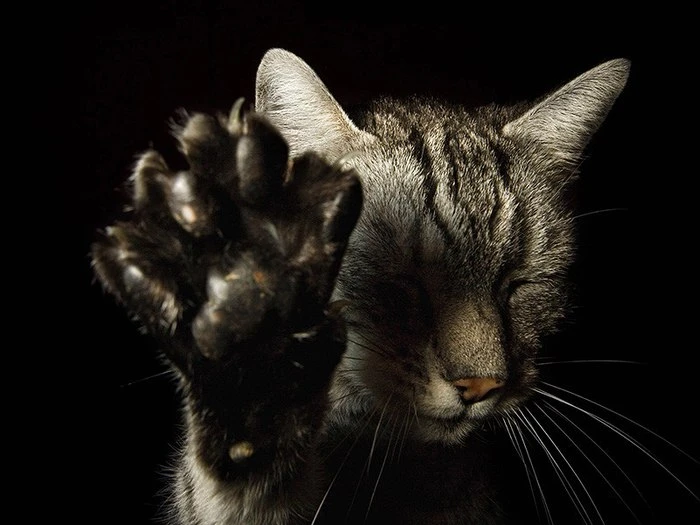 😼 Защищают ли кошки дом от нечистой силы?