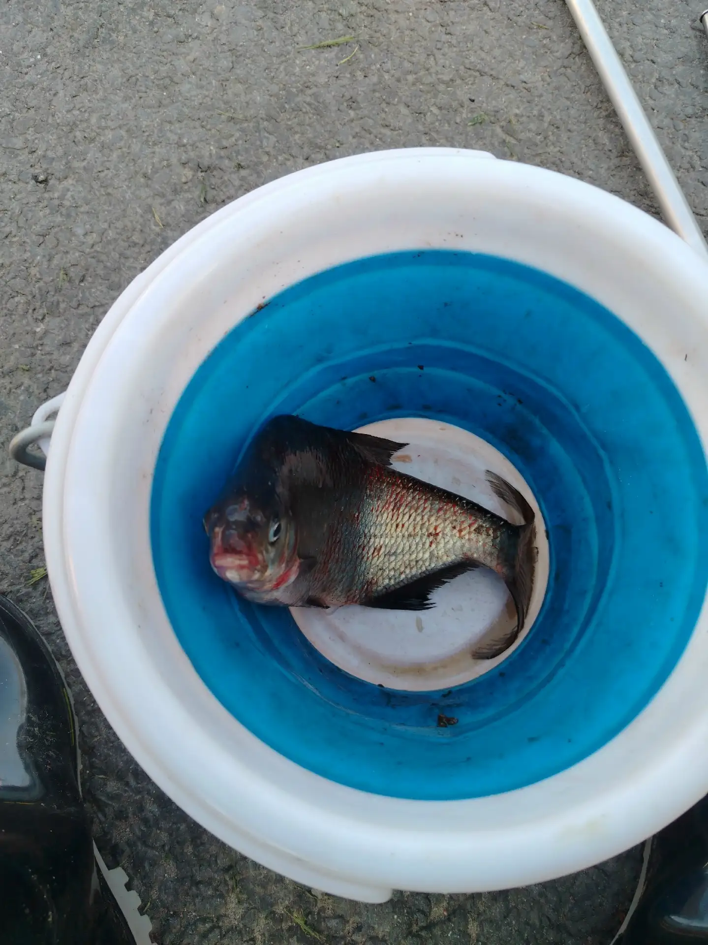 🎣 Рыбалка проходила с 13:00 до 16:00, улов включал подлещика весом 485 кг, место - рек...