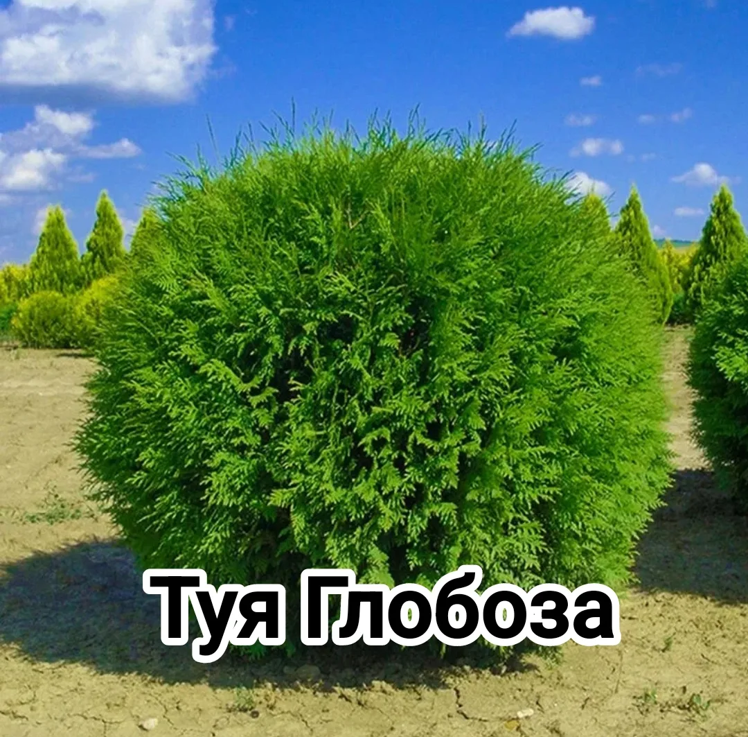 Туя западная «Глобоза» — это декоративный карликовый сорт с естественной шаровидной кроной. Высота д
