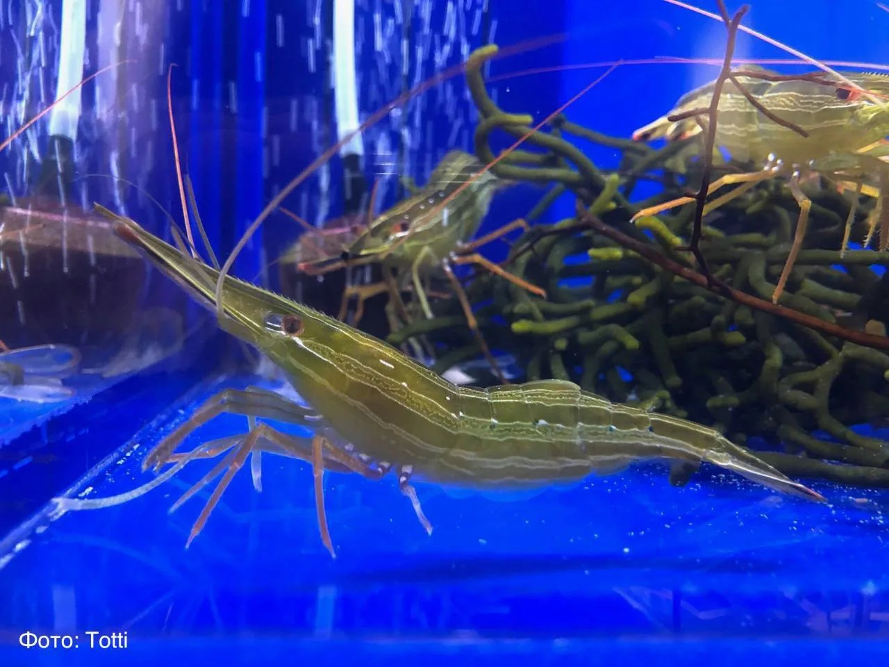 Креветка, которая меняет пол в течение жизни 🦐В акватории Дальневосточного морского заповедника (по