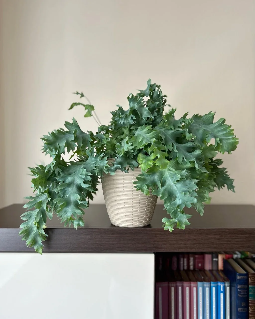 🌱 Флебодиум Давана - очень красивый сорт флебодиума золотистого. Этот папоротник особе...