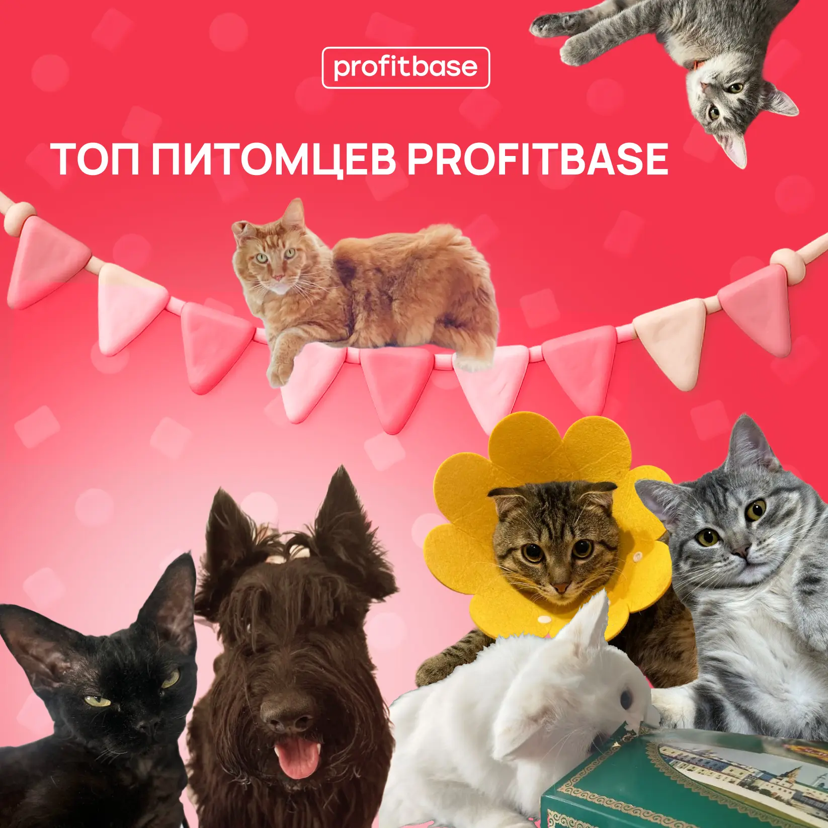 Топ питомцев Profitbase 🐾