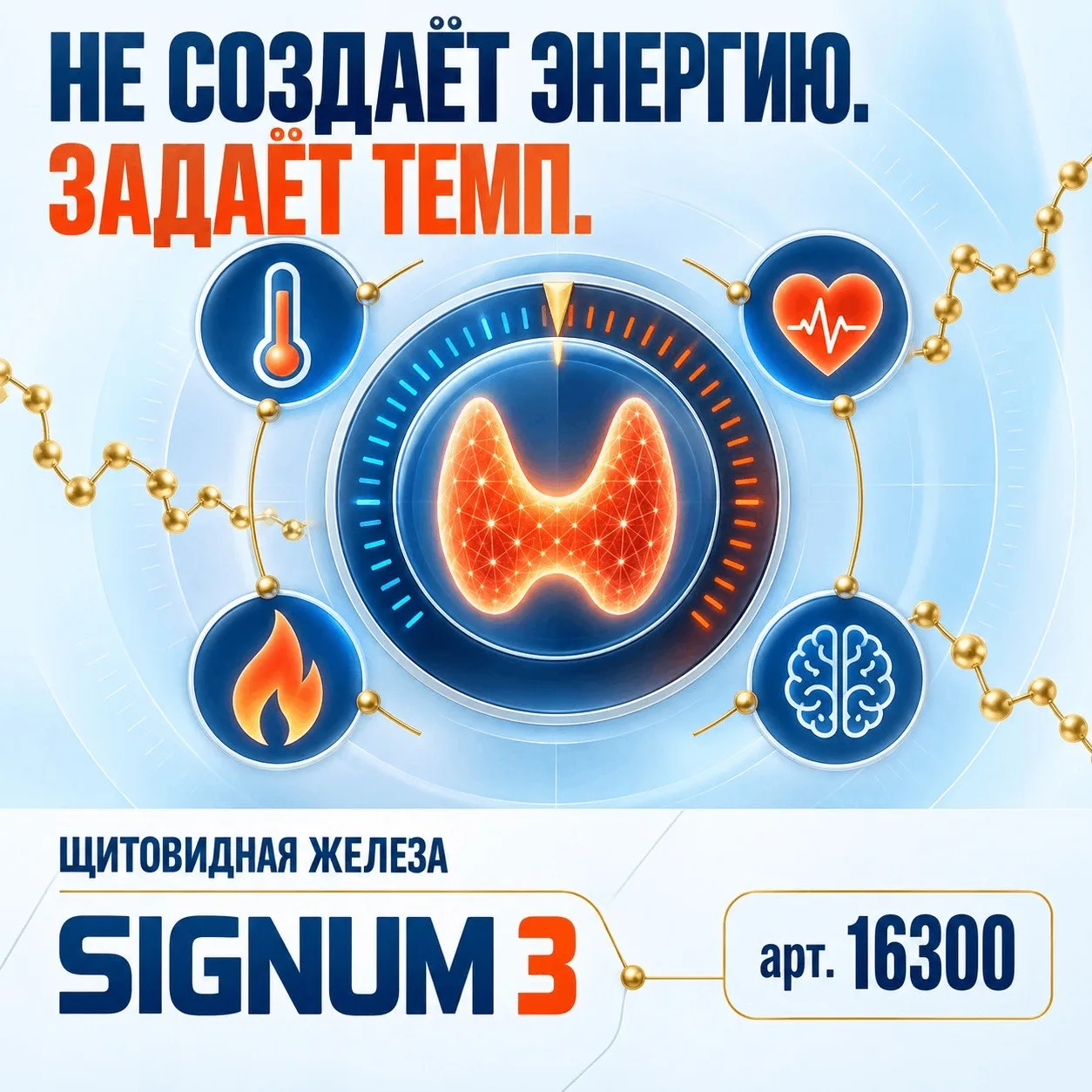 Щитовидная железа — это не педаль газа. Скорее, фабрика со складом. 🏭