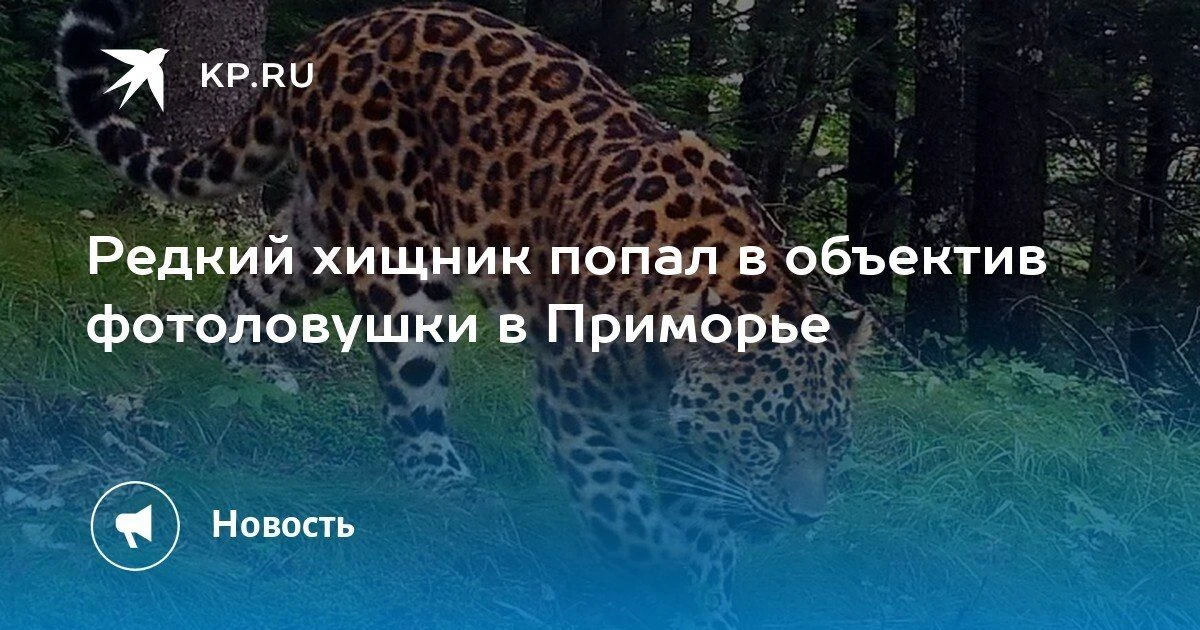 Редкий хищник в Приморье