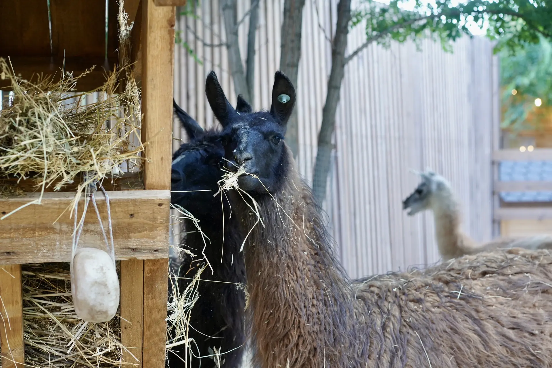 🦙 «Альпаково» ждёт в гости