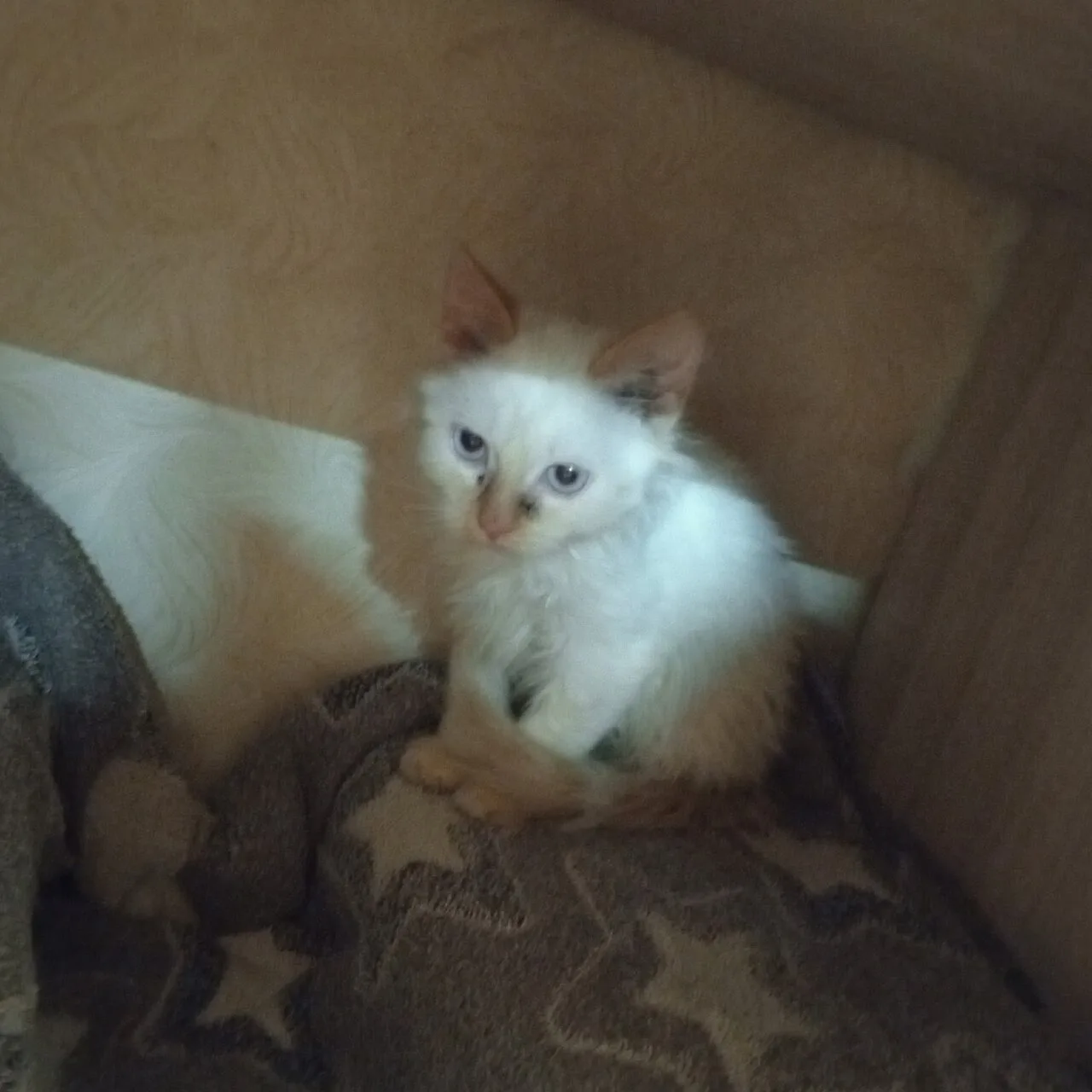 Нашли на улице котенка, мальчика беленького с голубыми глазами, себе оставить не можем,...