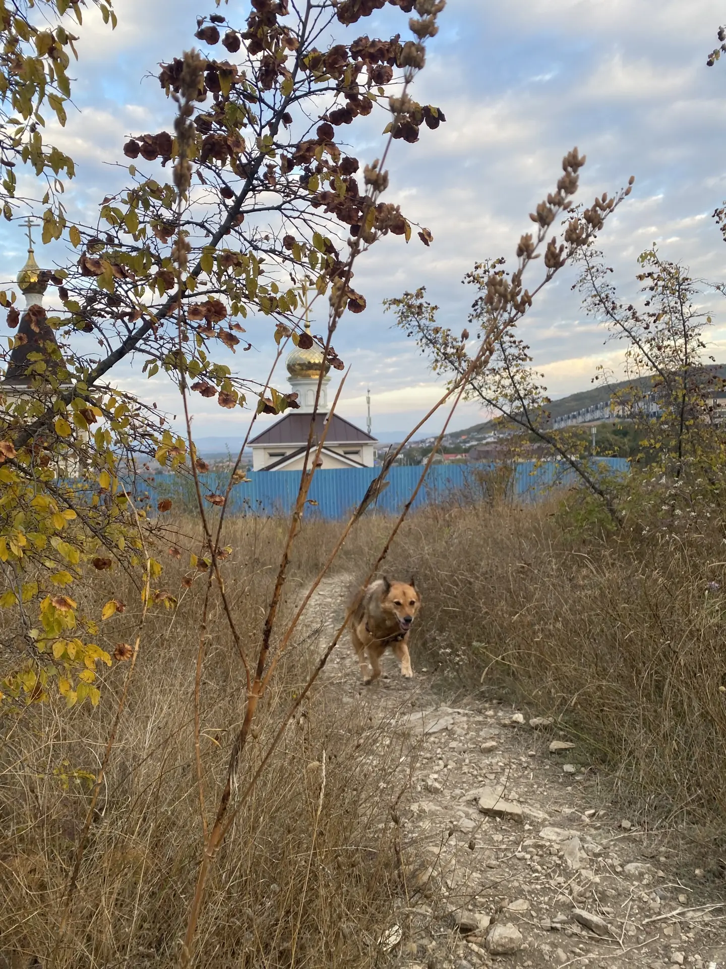 Гуляю с Лисичкой по осенней полянке))) 🍂