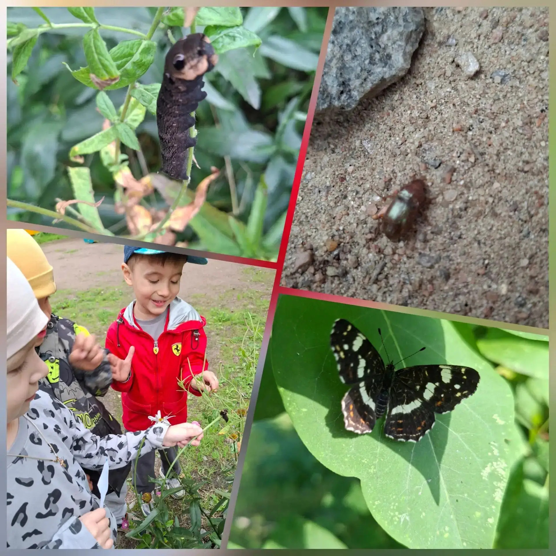 🐛🦋🪲Бабочка, гусеница, жук - три маленьких чуда на одной прогулке!