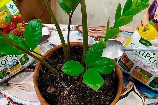 Долларовое дерево: болезни и вредители🌿