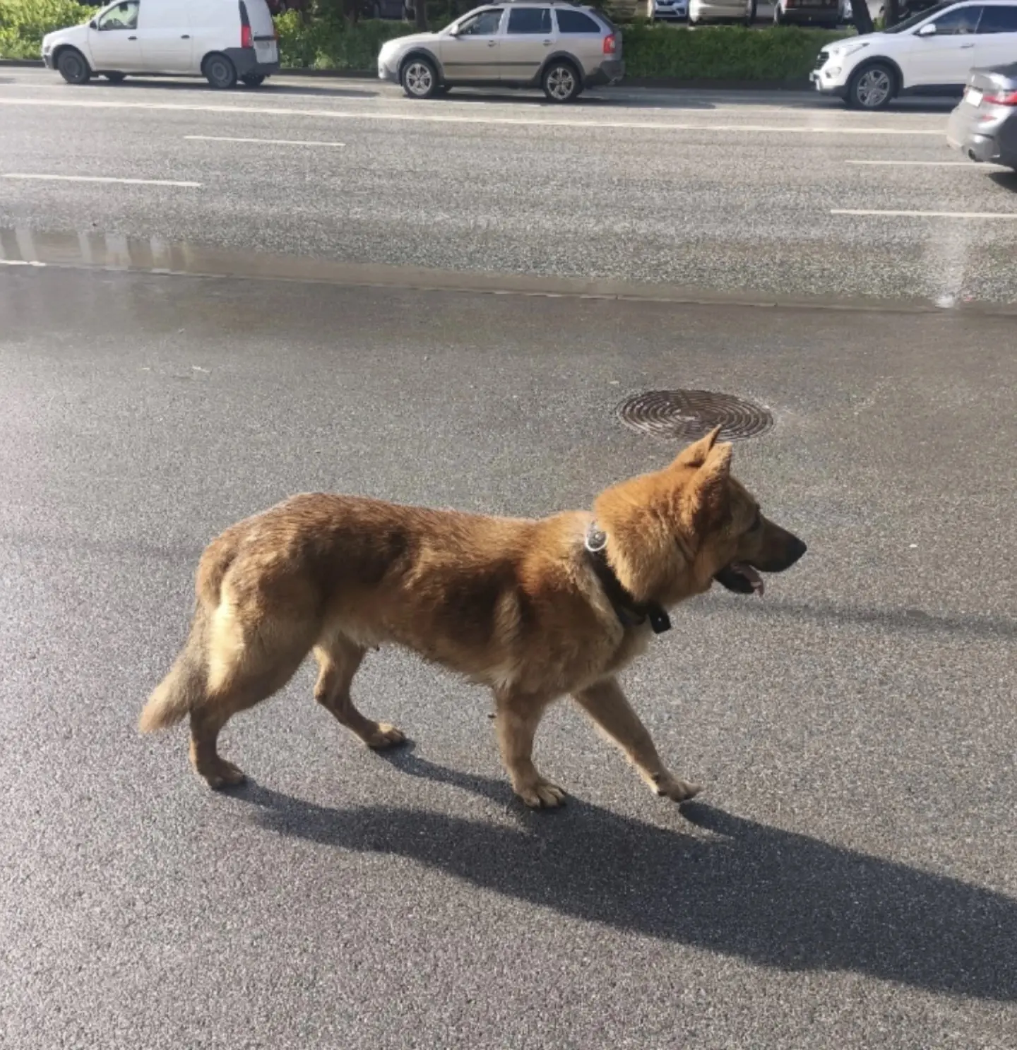 Потерялась собака, рыжий окрас (Екатеринбург, Юго-западный, Автовокзал)