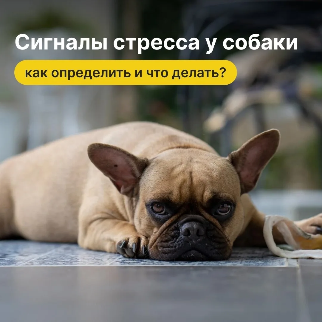 🐕 Когда собака в стрессе: не пропустите первые звоночки

Переезд, появление в доме нового питомца и
