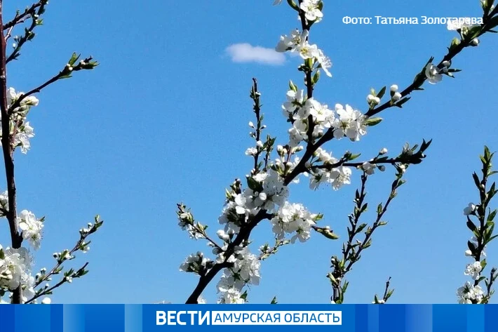 Небольшая облачность: прогноз погоды в Амурской области на 18 мая  Завтра ночью синоптики региональн