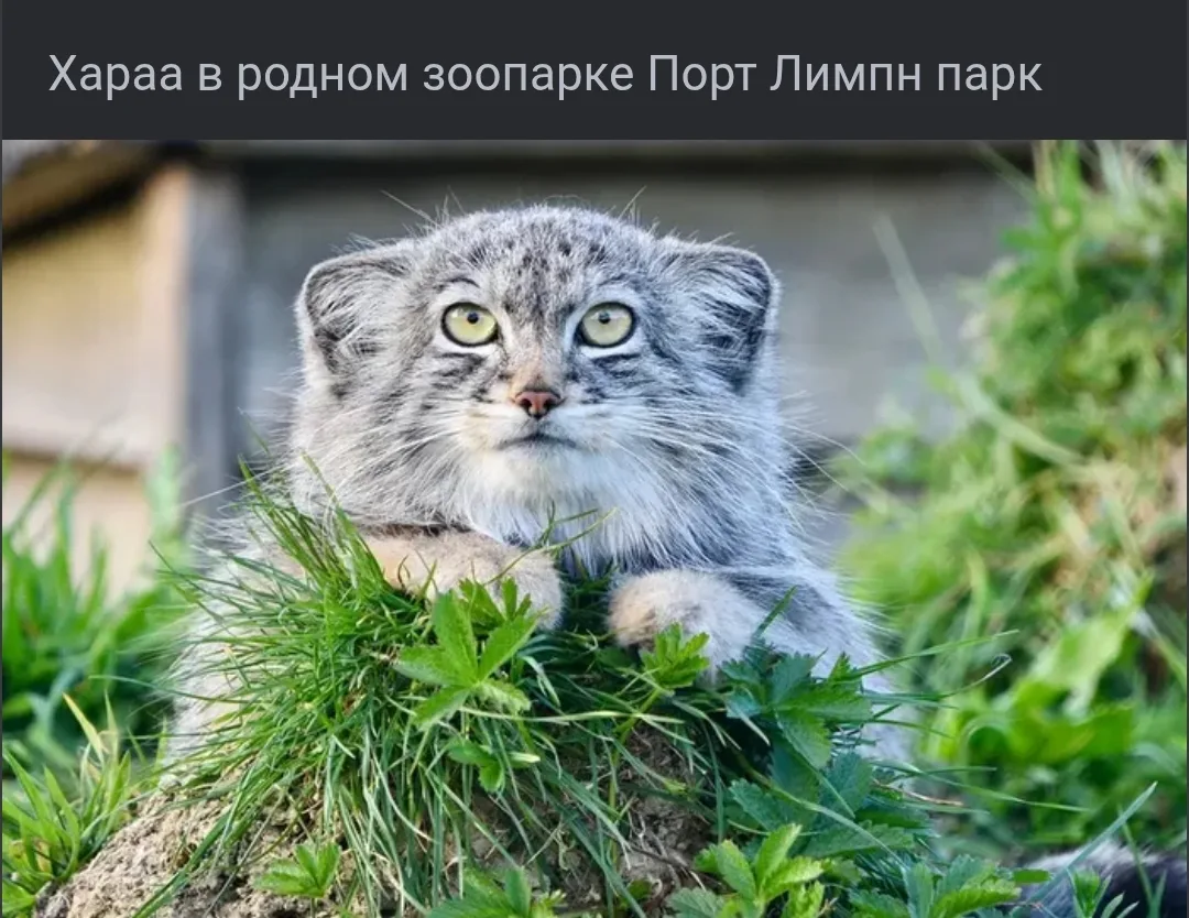Новый зоопарк на манулокарте!⁠⁠