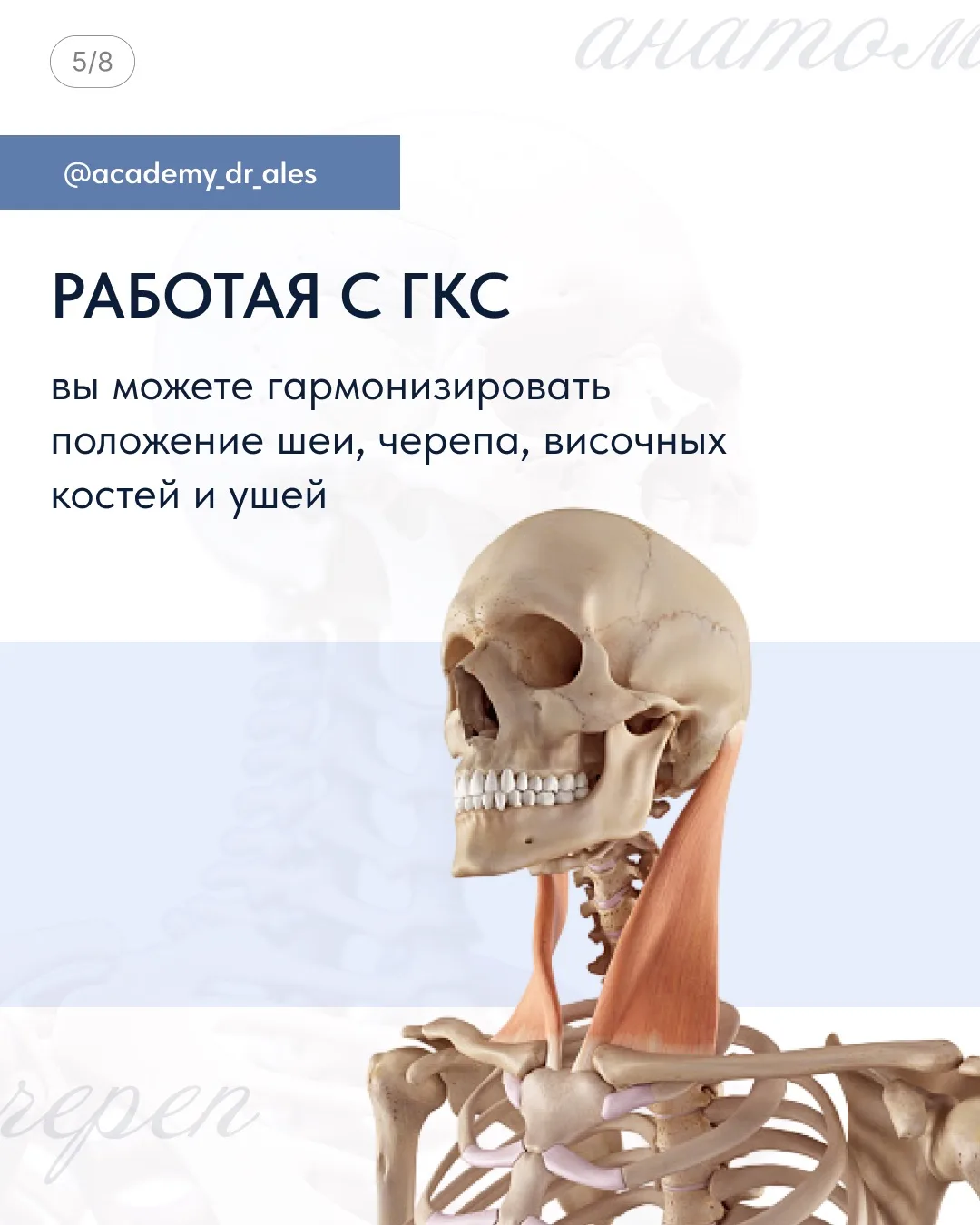 🤩 Волшебная мышца, которая держит лицо!  Грудино-ключично-сосцевидная мышца (ГКСМ) —  испытывает пос