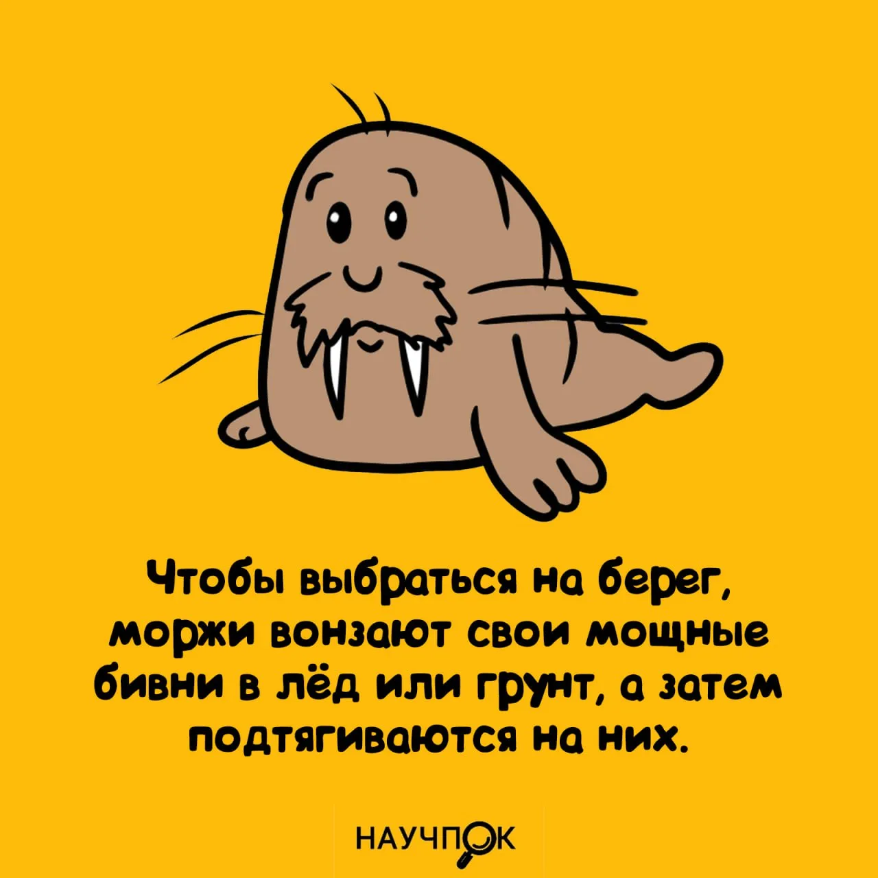 Научпок | Подписаться