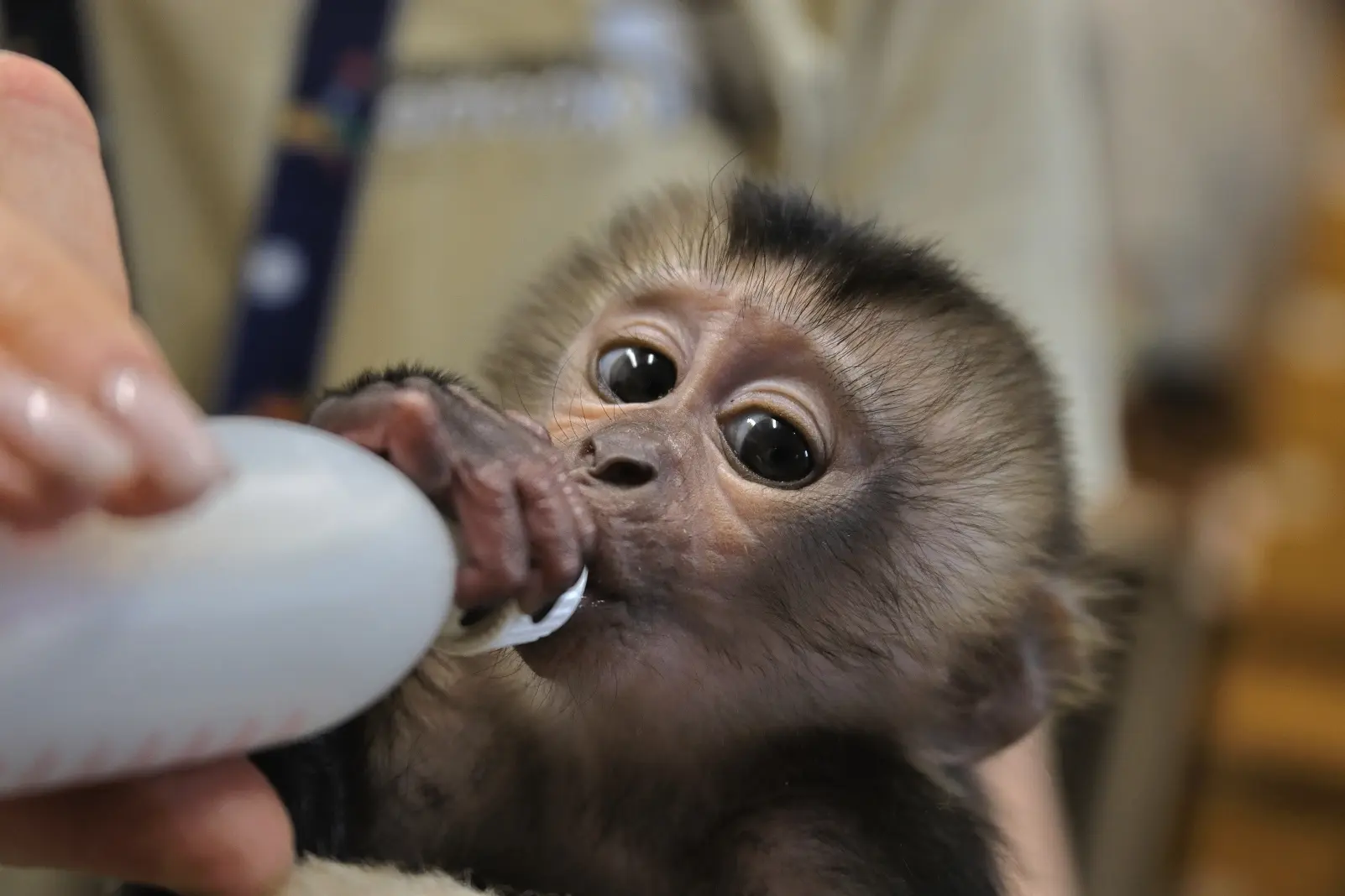 Конкурс на имя для самки вандеру!😍  🐒 22 декабря 2025 года на свет появилась самка вандеру (львинохв