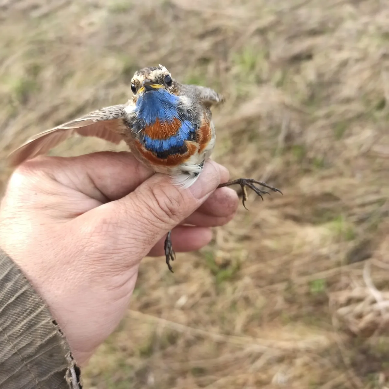 🕊 В Липецкую область возвращаются не только аисты, но и варакушки  Эти небольшие птички похожи на во