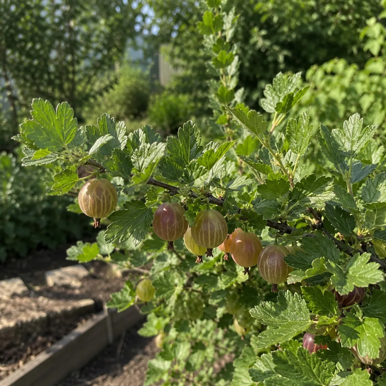 🌿 ПОЧЕМУ КРЫЖОВНИК СО ВРЕМЕНЕМ НАЧИНАЕТ МЕЛЬЧАТЬ

С каждым годом куст становится всё больше, а ягод