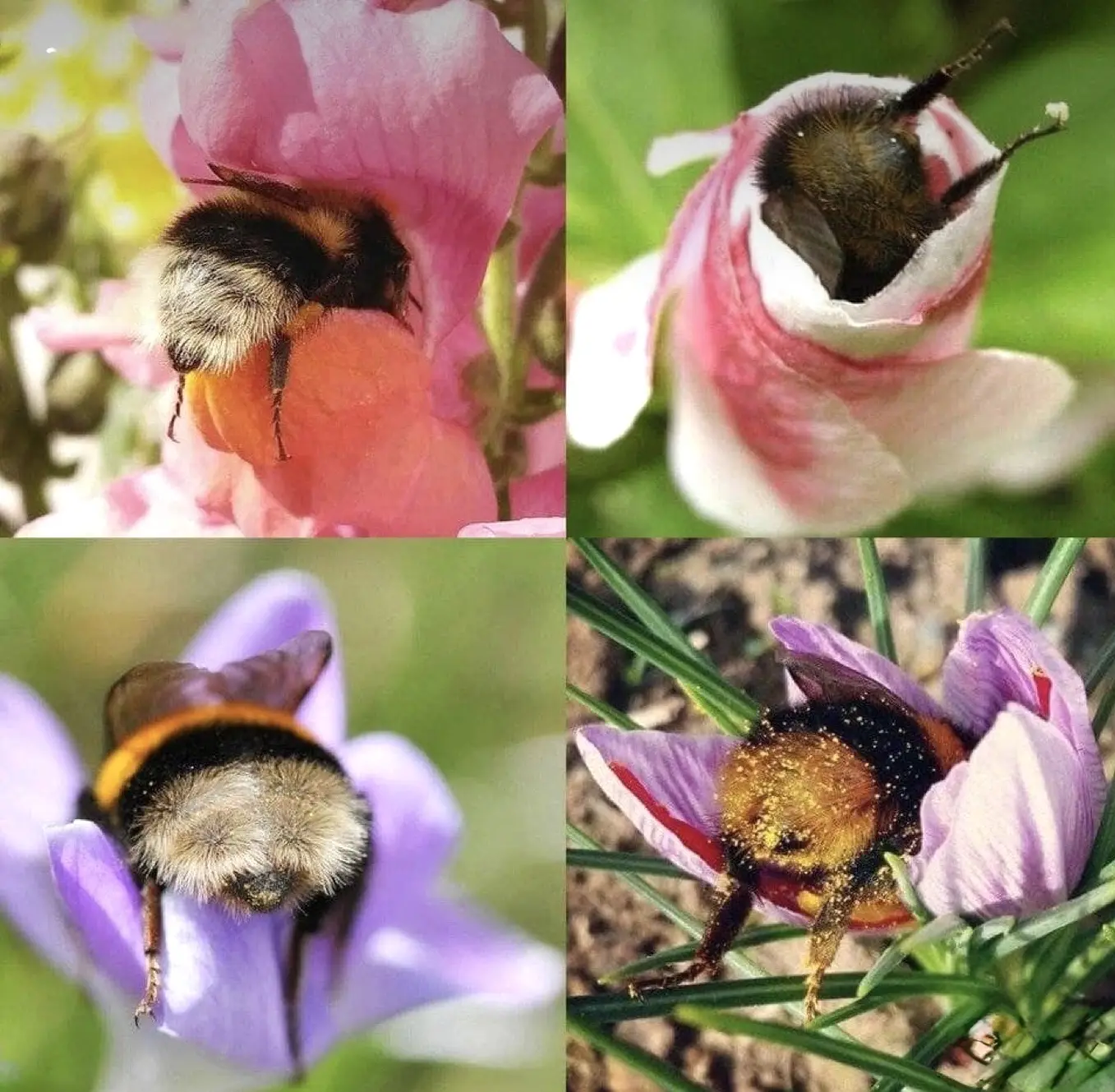 🍀Товарищи все в работе 😁
  И мы не отстаем!🐝🐝🐝