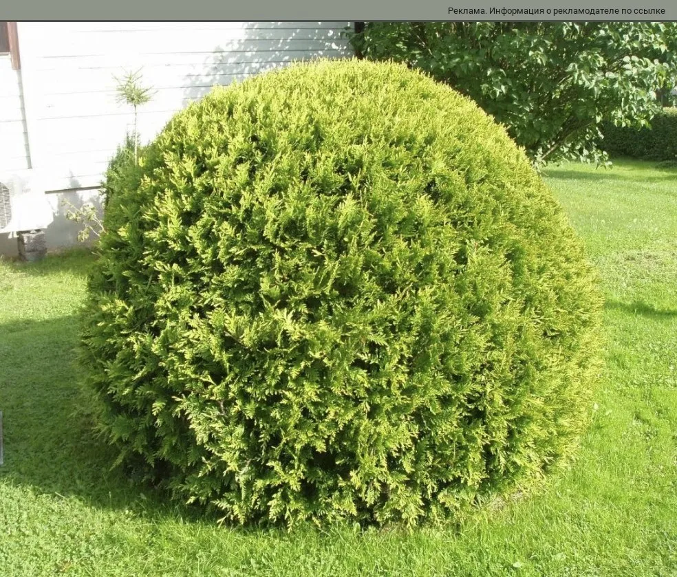 Туя — украшение сада 🌲