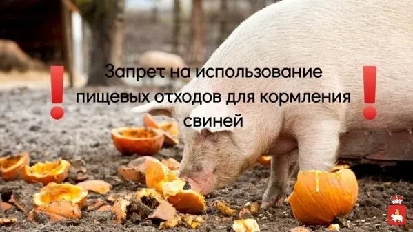 Скармливание свиньям пищевых отходов ЗАПРЕЩЕНО!