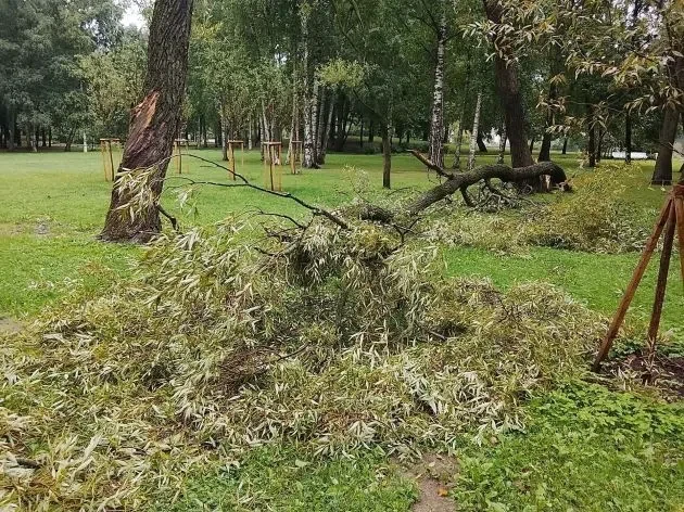 За минувшую неделю в Петербурге непогода повалила более 40 деревьев