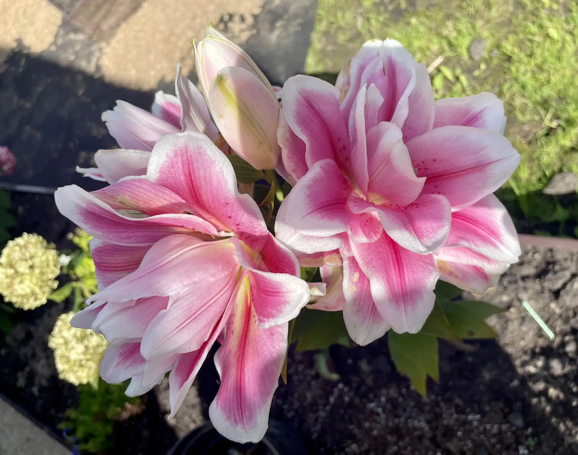 Цветочное 🌸доброе утро Всем !