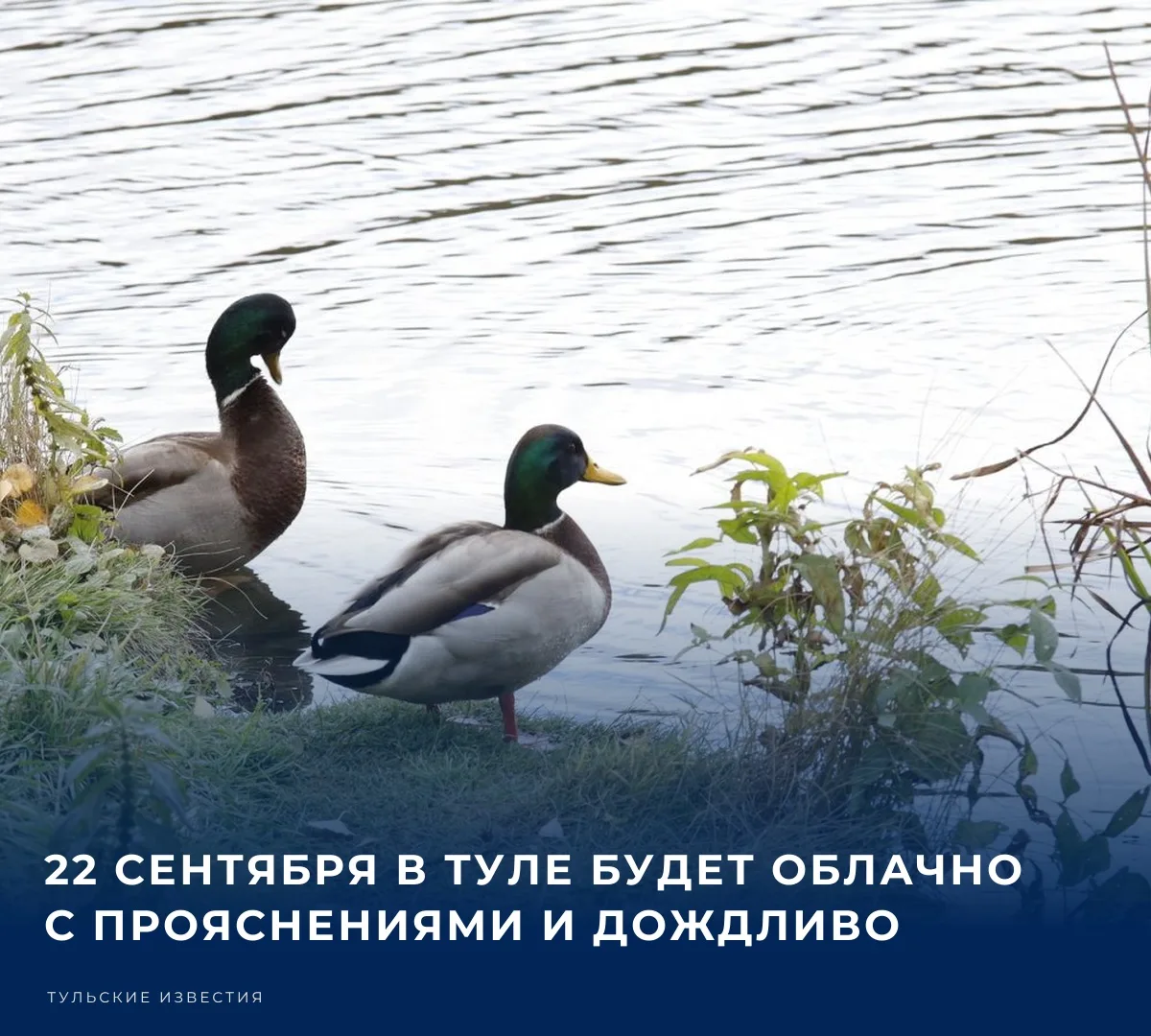 Во вторник, 22 сентября, в Тульской области ожидается облачная погода с прояснениями. П...