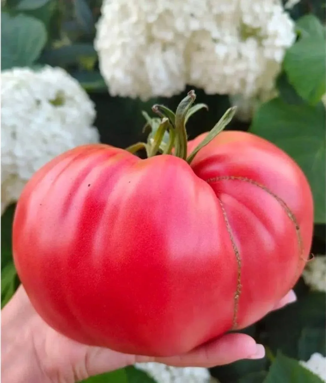 🍅 В Захарове вырос настоящий помидор-гигант!