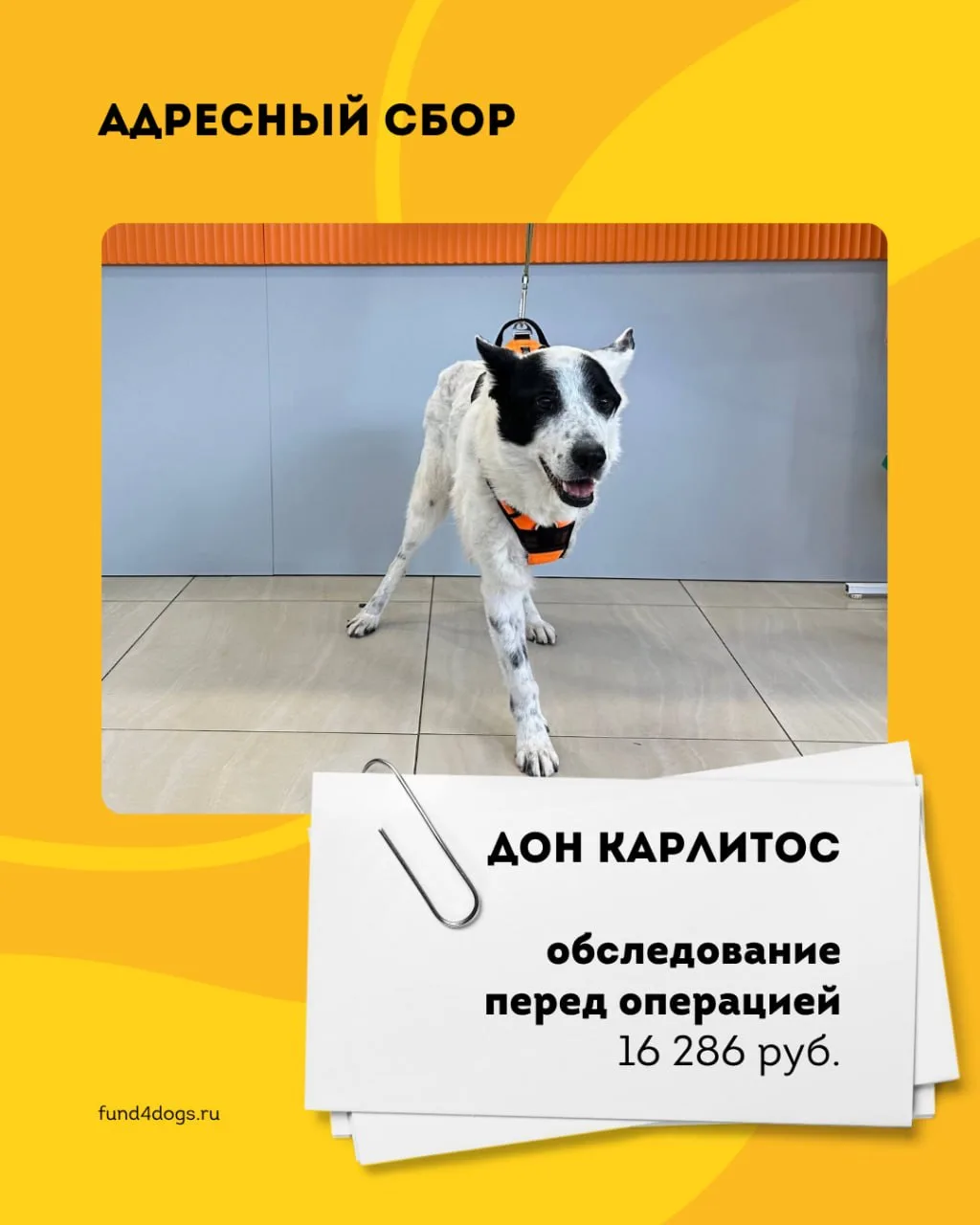 Сейчас на сайте открыт адресный сбор для пёсика, которому нужна помощь прямо сейчас ❤️