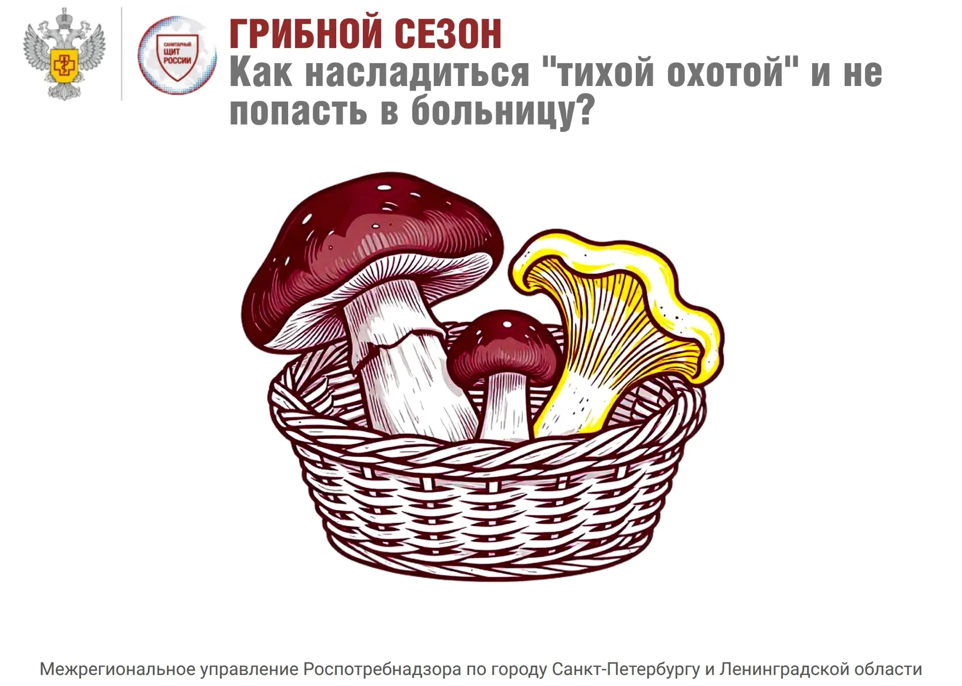 Грибной сезон: как насладиться «тихой охотой» и не попасть в больницу?