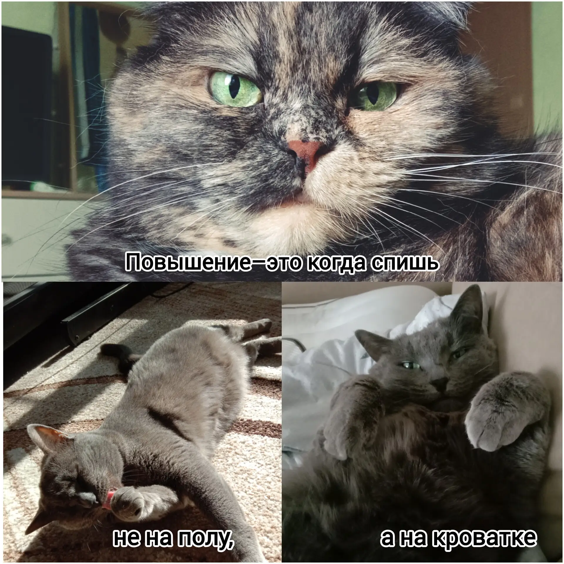 Когда ты настолько крута,что можешь сама себя повысить 😼