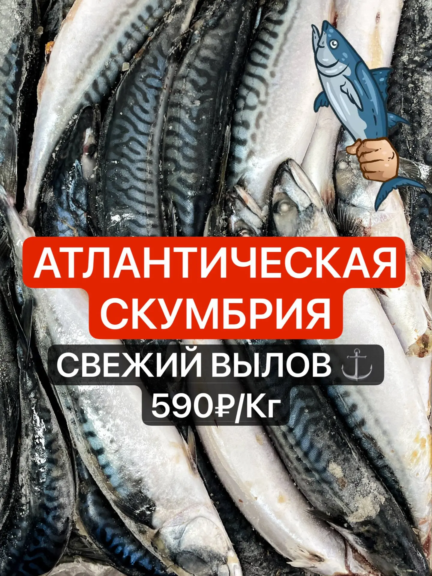 🚨 ДОЖДАЛИСЬ!!! 🚨
🐟 ПЕРВАЯ АТЛАНТИЧЕСКАЯ СКУМБРИЯ УЖЕ В ПРОРЫБУ!
Настоящая скумбрия, к которой все