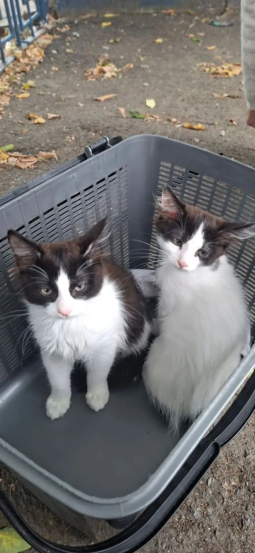 🐈 Отдаём котят в добрые руки!