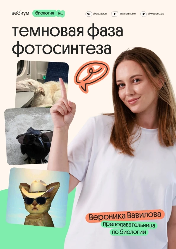 иии ловите сразу материал по темновой фазе

здесь все немного проще:она происходит в строме хлоропла