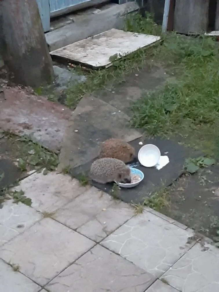 Вот это прелесть! Вот такие вот милаши  к нам пришли! Ух ты